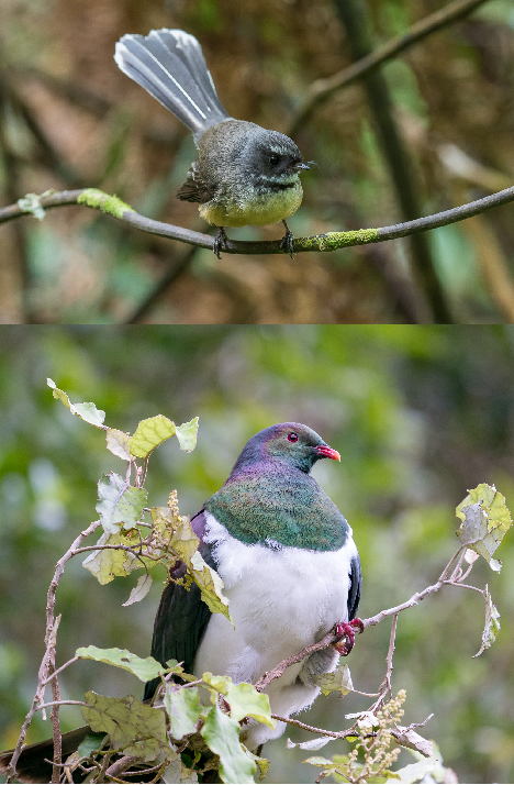 fantail kereru.png