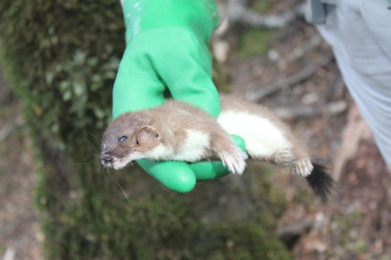 dead_stoat,_trapped_in_fiordland_national_park.jpg