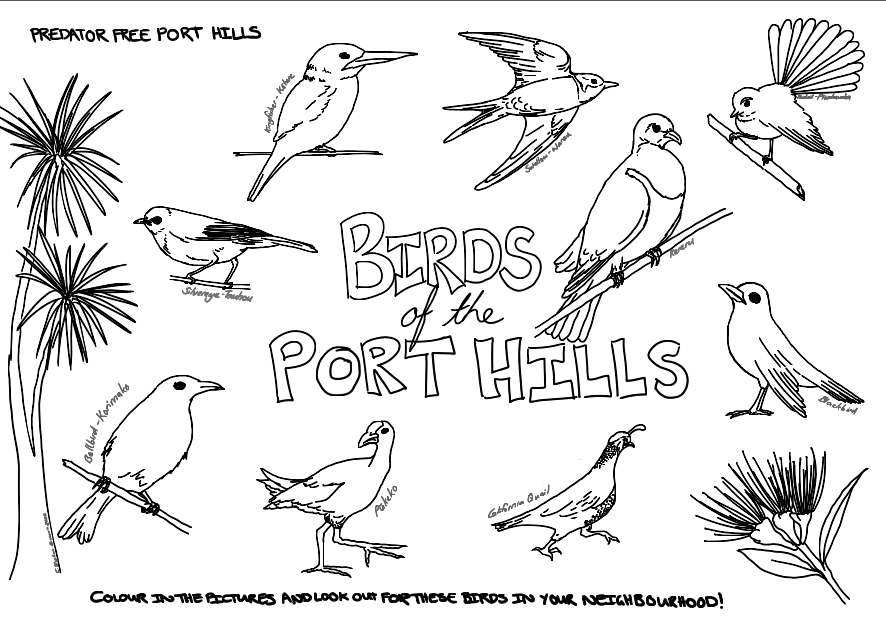 imagebirdporthills.jpg